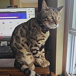 Photo of Murr (Bengal in CT)