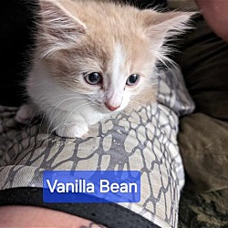 Photo of Vanilla Bean