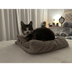 Thumbnail photo of Lady Mittens #2