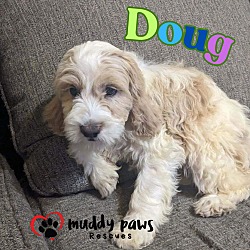 Thumbnail photo of Doug - Dirty Dawg Litter #1