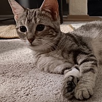 adopt a pet