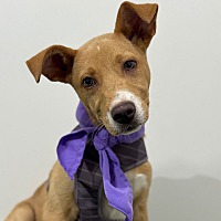 adopt a pet