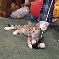 adopt a pet