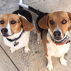 Photo of Lucy and Cooper
