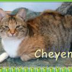 Thumbnail photo of Cheyenne #1