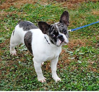 merlin french bulldog for sale