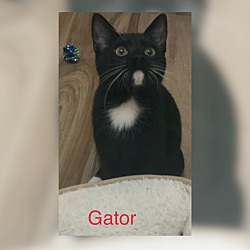 Thumbnail photo of Gator #2