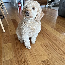 Saratoga Springs, NY - Goldendoodle. Meet Cooper a Pet for Adoption ...