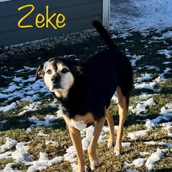 Thumbnail photo of Zeke - $50 Bissell Sponsored Adoption Fee! #3