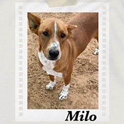 Thumbnail photo of Milo #1