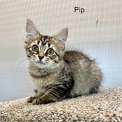 Thumbnail photo of Pip #1