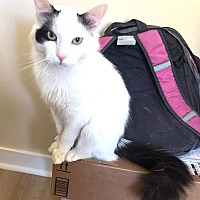 adopt a pet