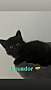 ECUADOR (BONDED TO ISLAND) - Domestic Shorthair available for adoption