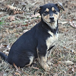 Thumbnail photo of Holly Hobbitt~adopted! #1