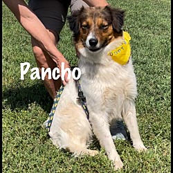 Photo of Pancho