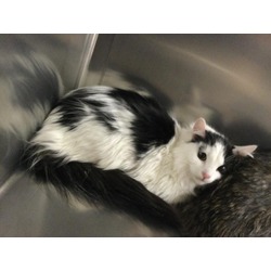 Photo of Cat