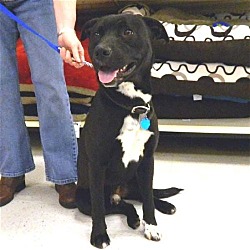 Thumbnail photo of Buddy**ADOPTED** #3