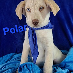 Photo of Polar (Blue Eye)