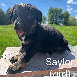 Photo of Saylor