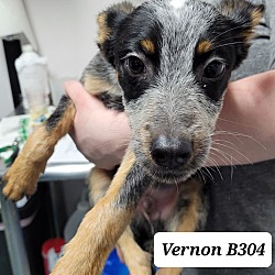 Photo of Vernon B304