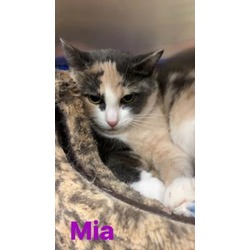 Thumbnail photo of Mia #1