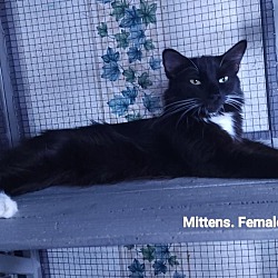 Thumbnail photo of Mittens #1