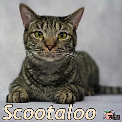 Thumbnail photo of Scootaloo #1