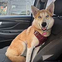 adopt a pet