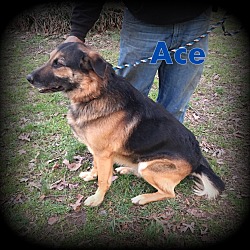 Thumbnail photo of Ace #4