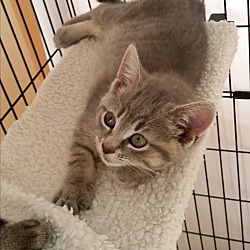 Thumbnail photo of Sabita (Medford Lakes Kitten) #1