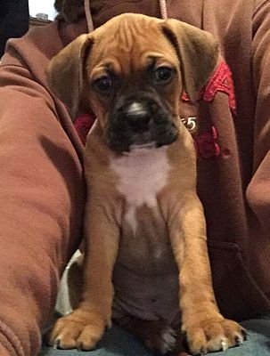 boxer puppies for adoption