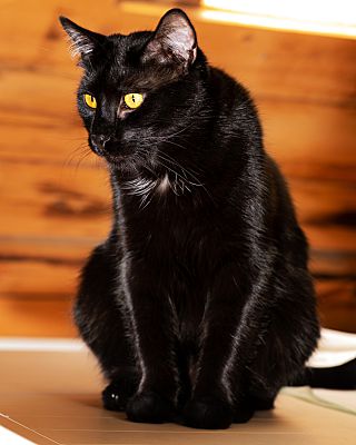 Waynesville Nc Colorpoint Shorthair Meet Timmy A Pet For Adoption