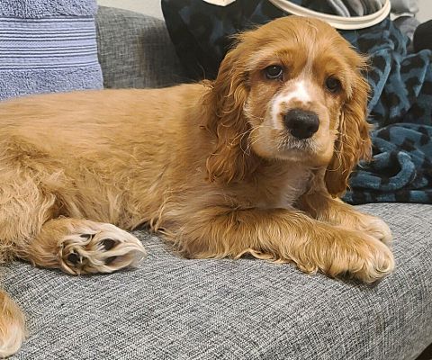 Renton, Wa - Cocker Spaniel. Meet Dylan A Pet For Adoption - Adoptapet.com