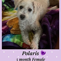 Thumbnail photo of POLARIS – 4 MONTH FEM POODLE #1