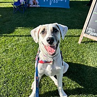 adopt a pet