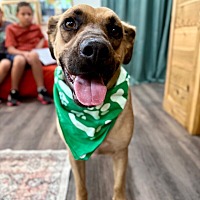 adopt a pet
