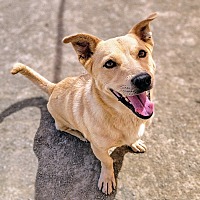 adopt a pet