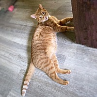 adopt-pet
