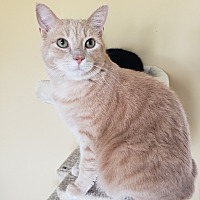 adopt-pet