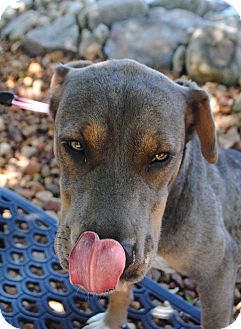 catahoula vizsla mix