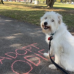 Odie, Mixed breed