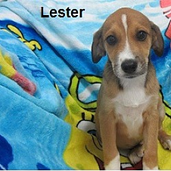 Thumbnail photo of Lester #3