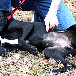 Thumbnail photo of Chelsey~adopted! #2