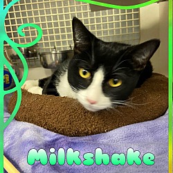 Thumbnail photo of Milkshake #1