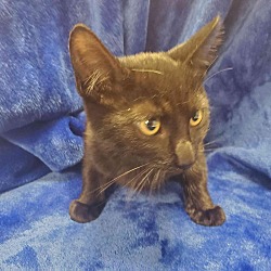 Kittens For Sale In Detroit Michigan Adoptapet Com