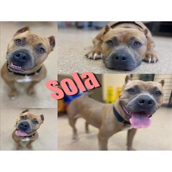 Photo of SOLA