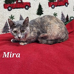 Thumbnail photo of Mira #1
