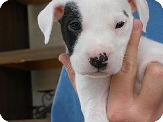 jack russell pitbull mix puppy