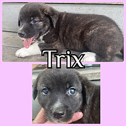 Photo of Trix