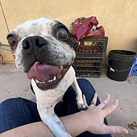 adopt a pet